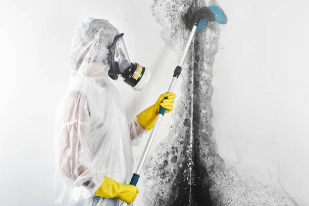 Best Mold Prevention Services  in Bethel, WA