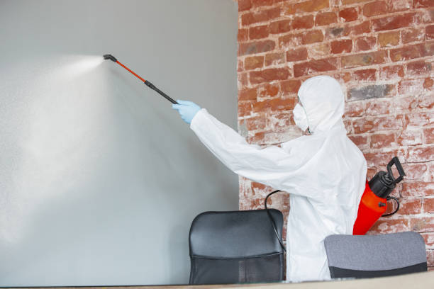 Best Mold Damage Restoration  in Bethel, WA