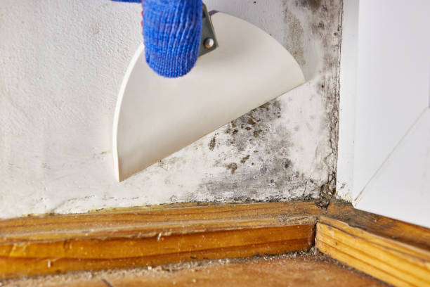 Best Comprehensive Air Testing for Mold Contaminants  in Bethel, WA