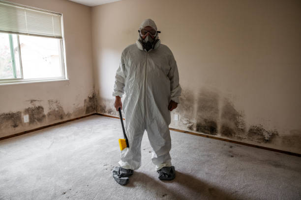 Best Black Mold Removal  in Bethel, WA
